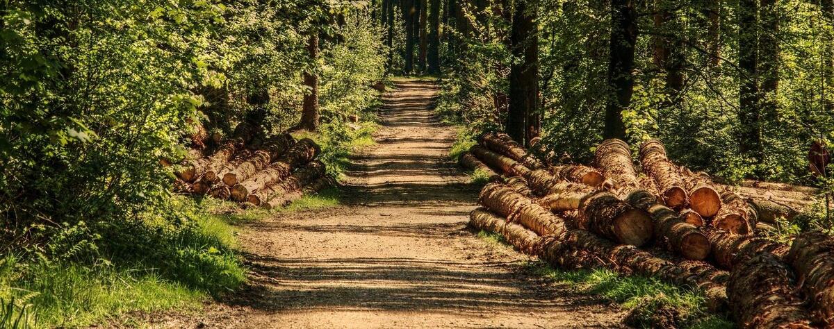 Bild vergrößern: Waldweg, links und rechts liegen Baumstämme-Stapel, Bäume in sattem Grün säumen den Weg, warmer Lichteinfall durch Sonne