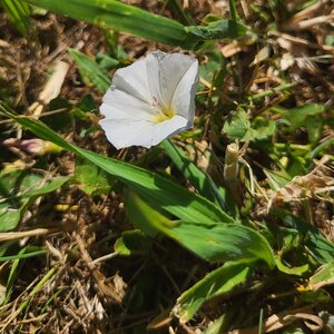 Bild vergr&ouml;&szlig;ern: Ackerwinde (Convolvulus arvensis)