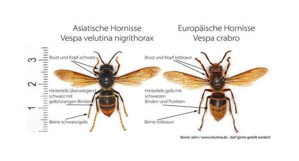 Bild vergr&ouml;&szlig;ern: Europ&auml;ische und Asiatische Hornisse im Vergleich