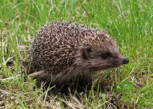 Igel auf Rasen