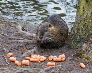 Nutria_M&ouml;nchbruch