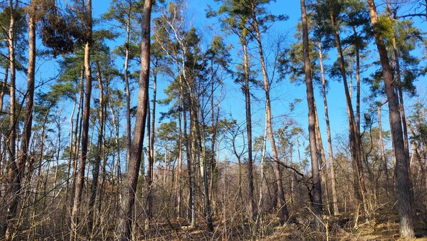 Bild vergr&ouml;&szlig;ern: Unterwald Nauheim